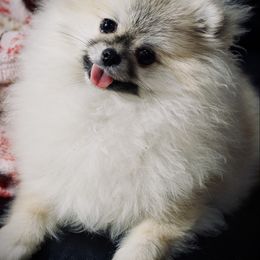 Kaida - Pomeranian