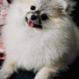 Kaida - Pomeranian
