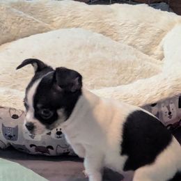 Mojo - Black and white male Chihuahua puppy in Waycross, Georgia from OakView Farm Chihuahuas FB