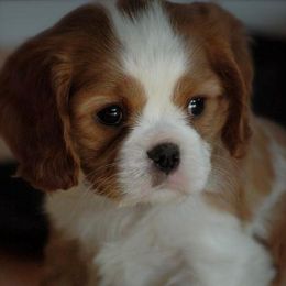 Cavalier King Charles Spaniels from Sandy Liston