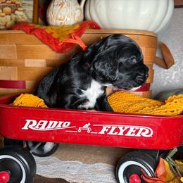 Boy 5 - Black and white male Cockapoo puppy in Lake Tansi, Tennessee from Davis cockapoos
