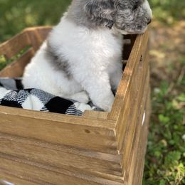 Sheepadoodle Puppies from Primrose Cottage Puppies