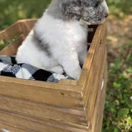 Sheepadoodle Puppies from Primrose Cottage Puppies