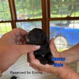 Romeo - Parti male Poodle puppy in St. Johnsbury, Vermont from Poodles of the Northern Woods