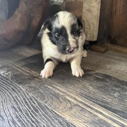Blue Merle Boy - Blue merle and white male Shetland Sheepdog puppy in Shirley, Arkansas from Lucky Pups