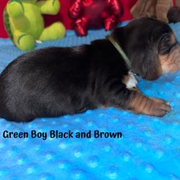 Basset Hound Puppies from Sammys Sweeties Bassets