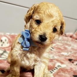 Atlas - Apricot male Poodle puppy in Sebring, Florida from Amarilys ShihTzus & Poodles