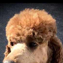 Poodle Puppies from Prissy Pants Poodles LLC