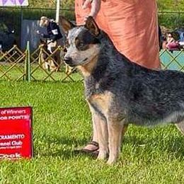 Pete - Australian Cattle Dog