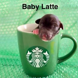 Late - Liver female Miniature Schnauzer puppy in Deltona, Florida from LIZ FANCY SCHNAUZERS