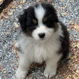 BTF1 - Black tri-color Australian Shepherd puppy in Manchester, Iowa from Lone Willow Aussies