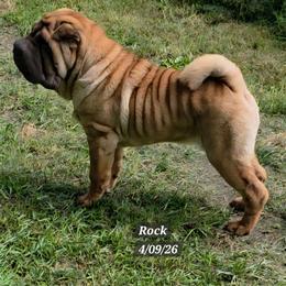 Boy 4 teal collar Rockie - Red fawn male Chinese Shar-Pei puppy in Oil City, Pennsylvania from Hannaggin Shar Pei