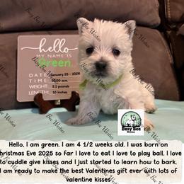 Valentine's Ready Green - White male West Highland White Terrier puppy in Colorado from Busy Bee Westies