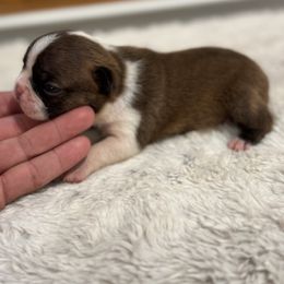 Girl 3 - Black brindle and white female Boston Terrier puppy in Madera Acres, California from Muggin Bostons Terriers and Mini Dachshund