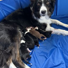 Border Collie Puppies from Pineview Farm