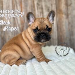 Three's Company, Jack Ripper - Blue fawn male French Bulldog puppy in Salem, Oregon from Toy House Frenchies