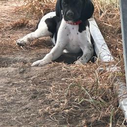 Red - Black and white male German Shorthaired Pointer puppy in Newton Grove, North Carolina from Wayalife Labradors & Gsp’s