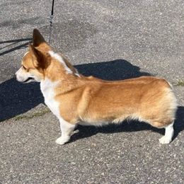 Pembroke Welsh Corgi and Whippet All Grown Up from Viktor MahHaan Kennels