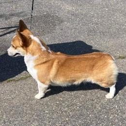 Pembroke Welsh Corgi and Whippet All Grown Up from Viktor MahHaan Kennels
