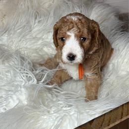 Matcha - Red  female Goldendoodle puppy in Humble, Texas from Simply Dane Doodles