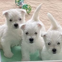 West Highland White Terriers from Timms Mill Terriers