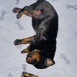 Doberman Pinscher Puppies from TeatreeDoberman