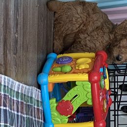 Goldendoodle Puppies from Bear Ridge Doodles