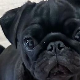 Echo - Pug