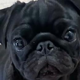 Echo - Pug