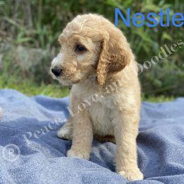 Goldendoodle and Labradoodle Puppies from Peace, Love, and Doodles