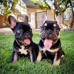 French Bulldog Puppies from Star City Frenchies