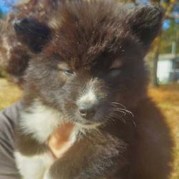 Siberian Husky Puppies from StormVale Siberian Huskies