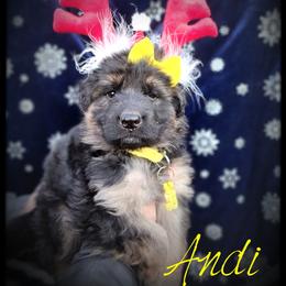 Andi - Black and tan female German Shepherd puppy in Fort Jennings, Ohio from Von Holtzapple German shepherds