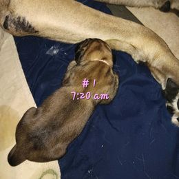 Heart of Texas - Fawn female Mastiff puppy in Pleasanton, Texas from RKS Mastiff