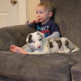 Border Collie Puppies from Cascade Sun Kennels