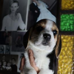 Meadow - Black tan and white male Beagle puppy in Susanville, California from Homegrown Beagles