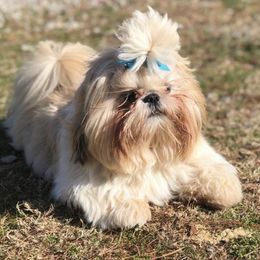 Shih Tzus from Queenie’s Shih-Tzus