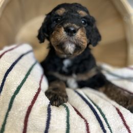 Black tri color - Tri-color male Bernedoodle puppy in Grant, Michigan from Jules’ Bernedoodles