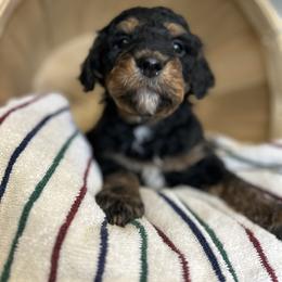 Black tri color - Tri-color male Bernedoodle puppy in Grant, Michigan from Jules’ Bernedoodles
