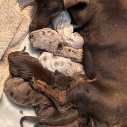 Buttercup - Isabella and tan female - Dapple female Dachshund puppy in Indian Trail, North Carolina from Hilda’s Teenie Weenies