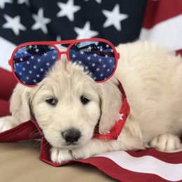 Goldendoodle, Schnoodle, and Sheepadoodle Puppies from Dood Ranch
