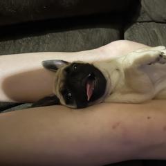 Pug Puppies from Squishy and Snorts