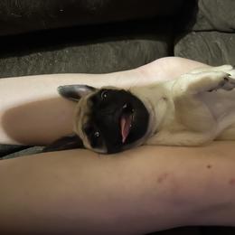 Pug Puppies from Squishy and Snorts