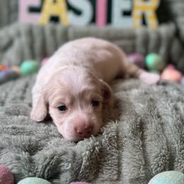 Tyson - Cream male Dachshund puppy in Michigan from M.H.P Dachshunds