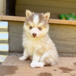Savannah - Red and white female Pomsky puppy in Grass Valley, California from Karalot Pomskies