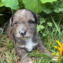 Hickory - Parti male Miniature Schnauzer puppy in Wheeler, Wisconsin from Sue’s Miniature Schnauzers