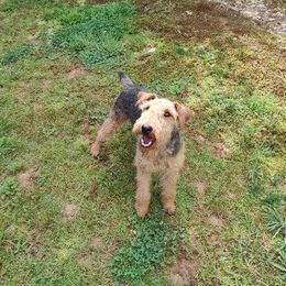 Phinn - Welsh Terrier