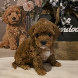 Bernedoodle, Goldendoodle, and Poodle Puppies from 4goldendoodles