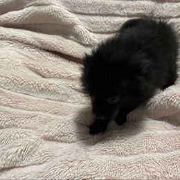 Girl 2 - Black female Pomeranian puppy in Conroe, Texas from Maxi’s Poms, LLC