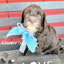 Cinder - Chocolate male Australian Labradoodle puppy in Citrus Heights, California from Elite Blend Labradoodles